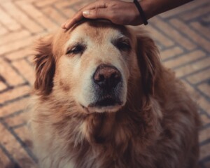 Hund mit Hand Tierbestattung Balingen